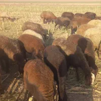 ۸۵ راس میش ابستن جفتی ۵۶
