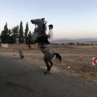 اسب کورد   ۴ ساله مادیان