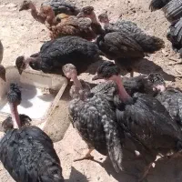 جوجه گردن‌لق