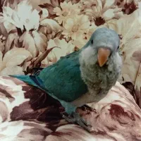 جوجه راهب آبی نرمه خور دستی