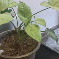 گل گوش گرگی ابلغ|گل و گیاه طبیعی|مشهد, طرق|دیوار