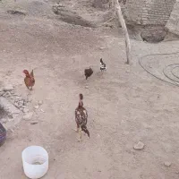 جوجه مرغ
