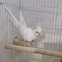 عروس هلندی آلبینو|پرنده|رشت, ولکس|دیوار