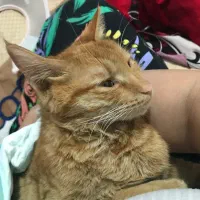 واگذاری گربه