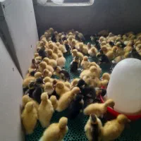 فروش جوجه اردک وجوجه غاز