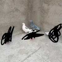 کفتر فروشی|پرنده|قزوین, |دیوار