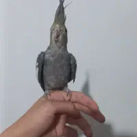 عروس هلندی|پرنده|نقده, |دیوار