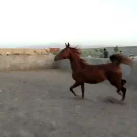 کره مادیون عرب یکسر