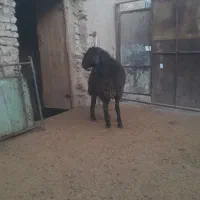 فروش‌بره‌قوچ‌همو