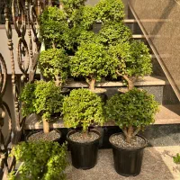 بنسای،خرفه ،کراسولا،جید