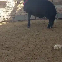 بره قوچی|حیوانات مزرعه|تربت جام, خیرآباد|دیوار