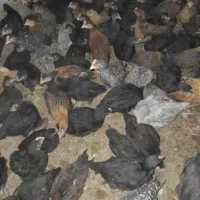 جوجه مرغوخروس محلی خالص تمام پاسیاه