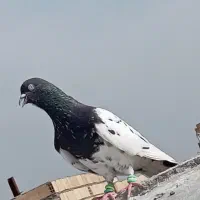 کفتر کله سینه معاوضه با جوجه المانی