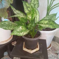 انواع گلهای طبیعی خانگی زیبا  سربزوسرحال|گل و گیاه طبیعی|بومهن, |دیوار