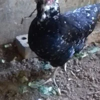 مرغ خروس گلین|حیوانات مزرعه|خان ببین, |دیوار