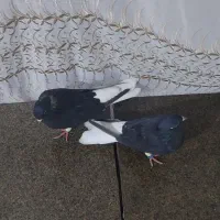 کبوتر اشعل تمیز وجوان|پرنده|اهواز, کوی مندلی(سه راه خرمشهر)|دیوار