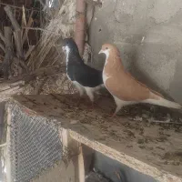 کبوتر