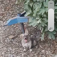 سگ گمشده|حیوانات|گرگان, |دیوار