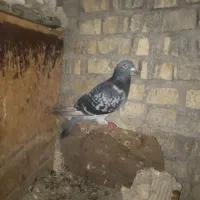کبوتر پلاکی نرمست|پرنده|اهواز, سپیدار|دیوار