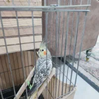 عروس هلندی|پرنده|مشکیندشت, |دیوار