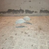 مرغ شاخ دار