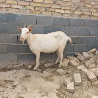بز سانن