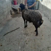 قوچ|حیوانات مزرعه|خاوه, |دیوار