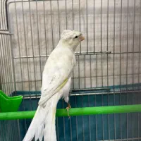 یک جفت قناری استثنایی