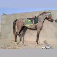 شکار نریون کورسی ۵سال