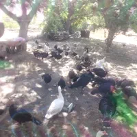 بوقلمون محلی|حیوانات مزرعه|شاهرود (اردبیل), |دیوار