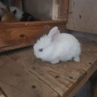 5عددخرگوش700