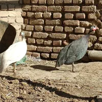 مرغ شاخدار|حیوانات مزرعه|سبزوار, رباط|دیوار