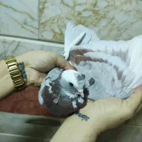 کفتر گرفتنی