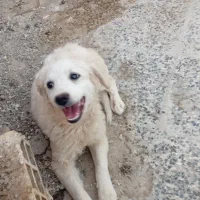 سگ پاپی|سگ|خمینی‌شهر, |دیوار