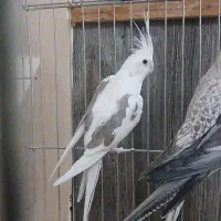 ماده البینو دوکت مامونیه