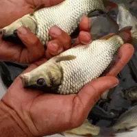 بچه ماهی کپور