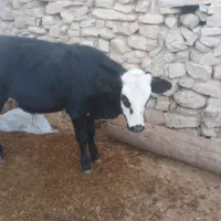 گاو و گوساله نر|حیوانات مزرعه|دهدشت, |دیوار