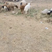 چهار عدد میش و بره|حیوانات مزرعه|ایلام, |دیوار