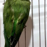 جوجه طوطی ملنگو|پرنده|بجنورد, |دیوار