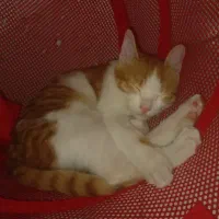 واگذاری گربه|گربه|سمنان, |دیوار