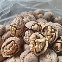 فروش گردو  درجه یک تضمینی کلان سفید معز|خوردنی و آشامیدنی|خوی, |دیوار