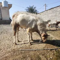 نری بزرگ|حیوانات مزرعه|تخت, |دیوار