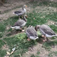 غاز محلی نر و ماده|حیوانات مزرعه|هشتگرد, خور|دیوار