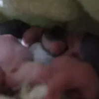 شش عدد بچه خرگوش یک روزه به همراه مادرشان