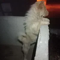 سگ چاوچاو نرو لاس پاپی|سگ|ابریشم, |دیوار