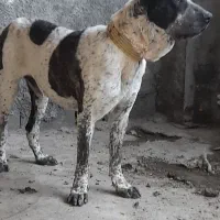 واگذاری سگ‌ افغان نگهبان گله
