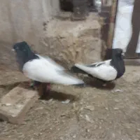 یک جفت سینه سیاه سالم بشرط تخم بدون ایراد