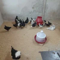 جوجه، مرغ خروس