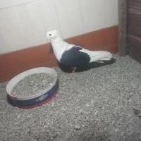 یک جفت پشت مرغوب|پرنده|گلبهار, نوبهار|دیوار