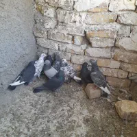 ۱۰تا کبوتر پرنده تازه آوردم